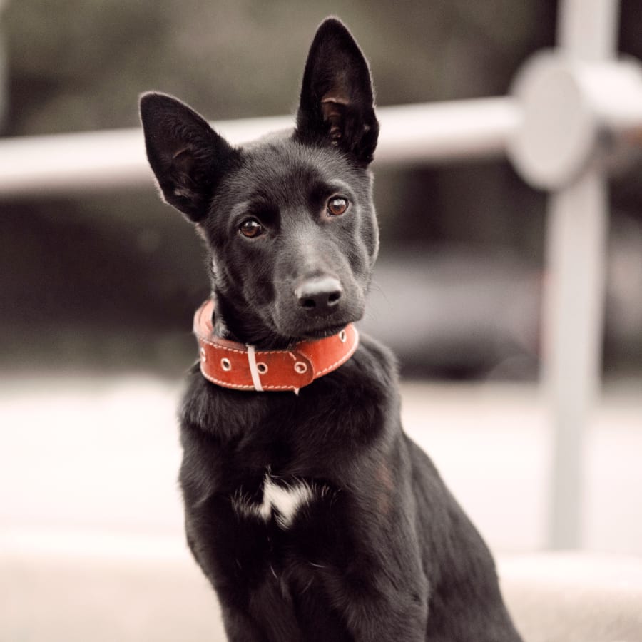 Nolana Animal Hospital in McAllen